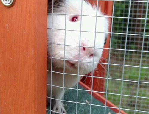 How Guinea Pigs Can Help With Sales & Customer Service