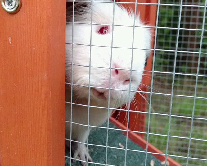 A white guinea pig peers out of a tiny wooden house, tilting its head cutely.